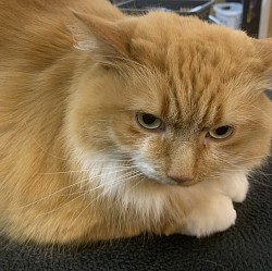 Cat grooming