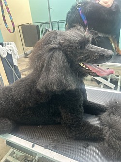 Dog grooming