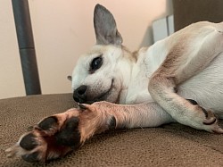 Senior pet grooming